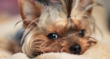 Yorkshire terrier mini (джудже): разлика от стандарта